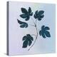 Botanical Study III Blue-Julia Purinton-Stretched Canvas