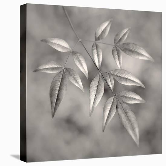 Botanical Study No. 4-Nicholas Bell-Premier Image Canvas