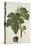Botanical Study of a Fig-Jacques Le Moyne De Morgues-Premier Image Canvas