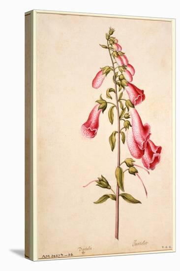 Botanical Study of a Foxglove-Jacques Le Moyne De Morgues-Premier Image Canvas