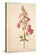 Botanical Study of a Foxglove-Jacques Le Moyne De Morgues-Premier Image Canvas