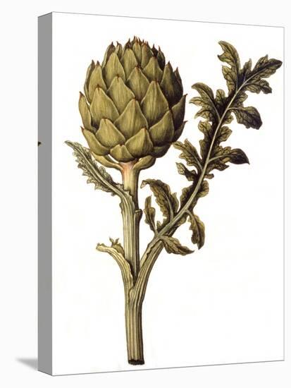 Botanical Study of a Globe Artichoke-Jacques Le Moyne De Morgues-Premier Image Canvas