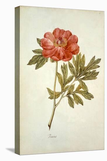 Botanical Study of a Peony-Jacques Le Moyne De Morgues-Premier Image Canvas