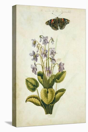 Botanical Study of a Violet-Jacques Le Moyne De Morgues-Premier Image Canvas