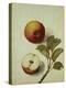 Botanical Study of an Apple-Jacques Le Moyne De Morgues-Premier Image Canvas