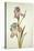 Botanical Study of an Iris-Jacques Le Moyne De Morgues-Premier Image Canvas