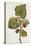 Botanical Study of Mulberry-Jacques Le Moyne De Morgues-Premier Image Canvas
