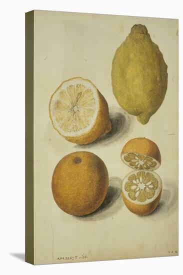 Botanical Study of Oranges and Lemons-Jacques Le Moyne De Morgues-Premier Image Canvas