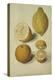 Botanical Study of Oranges and Lemons-Jacques Le Moyne De Morgues-Premier Image Canvas