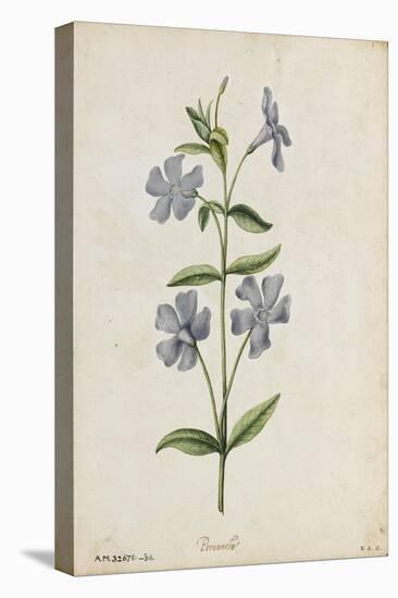 Botanical Study of Periwinkle-Jacques Le Moyne De Morgues-Premier Image Canvas