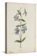 Botanical Study of Periwinkle-Jacques Le Moyne De Morgues-Premier Image Canvas