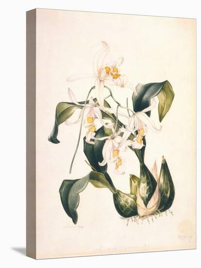 Botanical Watercolour: Orchid, Coelogyne Interrupta-Samuel Holden-Premier Image Canvas