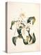 Botanical Watercolour: Orchid, Coelogyne Interrupta-Samuel Holden-Premier Image Canvas