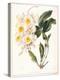 Botanical Watercolour: Orchid, Dendrobium Farmerii-Samuel Holden-Premier Image Canvas