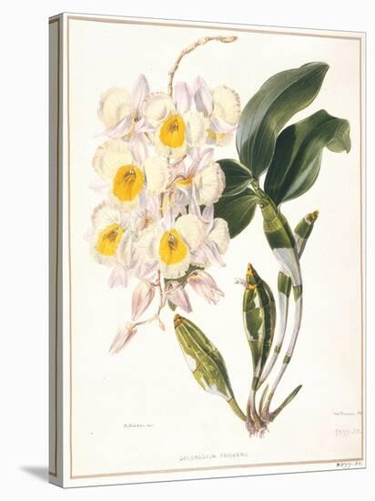 Botanical Watercolour: Orchid, Dendrobium Farmerii-Samuel Holden-Premier Image Canvas