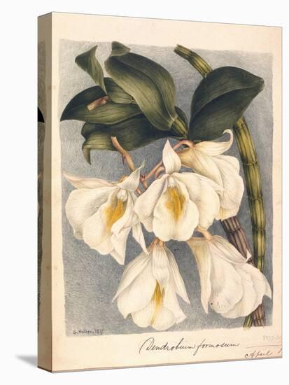Botanical Watercolour: Orchid, Dendrobium Formosum-Samuel Holden-Premier Image Canvas
