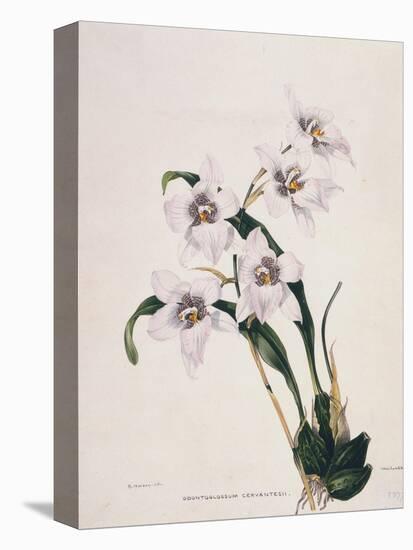 Botanical Watercolour: Orchid, Odontoglossum Cervantesii-Samuel Holden-Premier Image Canvas
