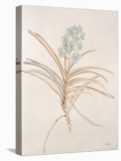 Botanicals Series Blue II-Rikki Drotar-Premier Image Canvas