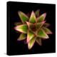 Botanicals Still Life of Flower-Trigger Image-Premier Image Canvas