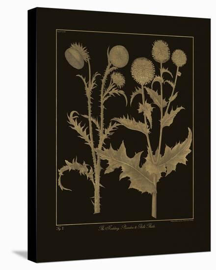 Botanicus - Nodding Thistle-Maria Mendez-Stretched Canvas