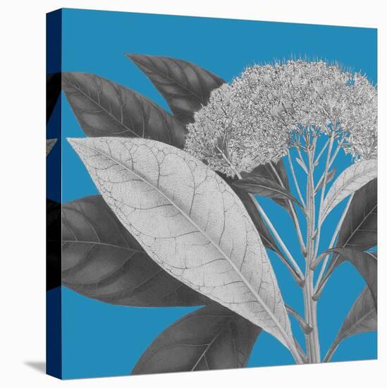 Botaniska I-Maria Mendez-Stretched Canvas