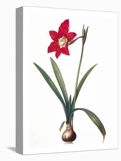 Botany: Lily-Pierre-Joseph Redouté-Premier Image Canvas