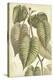Botany Sketchbook IV-Maria Mendez-Stretched Canvas