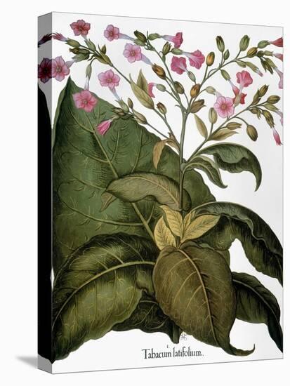 Botany: Tobacco Plant-Besler Basilius-Premier Image Canvas