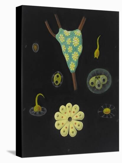 Botryllus Schlosseri: Star Ascidian-Philip Henry Gosse-Premier Image Canvas
