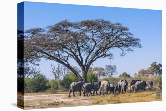 Botswana. Breeding Herd of Elephants Gathering under an Acacia Tree-Inger Hogstrom-Premier Image Canvas