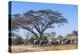 Botswana. Breeding Herd of Elephants Gathering under an Acacia Tree-Inger Hogstrom-Premier Image Canvas