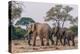 Botswana. Breeding Herd of Elephants Walking Closely Together to Protect Infants-Inger Hogstrom-Premier Image Canvas