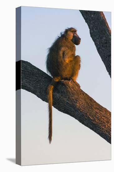 Botswana. Chacma Baboon at Sunrise Watching for Predators While the Troop Eats-Inger Hogstrom-Premier Image Canvas