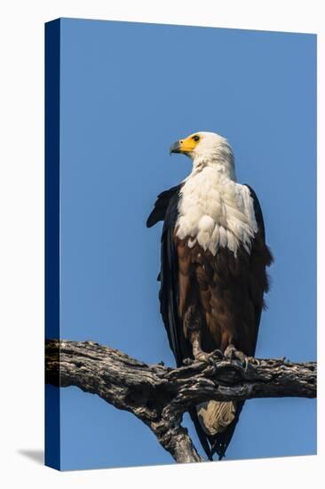 Botswana. Chobe National Park. African Fish Eagle Looks Out for a Meal-Inger Hogstrom-Premier Image Canvas