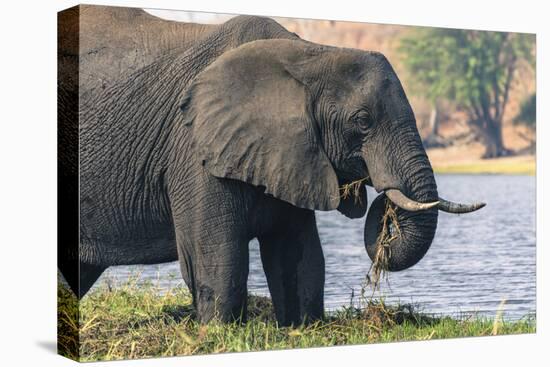 Botswana. Chobe National Park. Elephant Grazing on an Island in the Chobe River-Inger Hogstrom-Premier Image Canvas