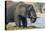 Botswana. Chobe National Park. Elephant Grazing on an Island in the Chobe River-Inger Hogstrom-Premier Image Canvas