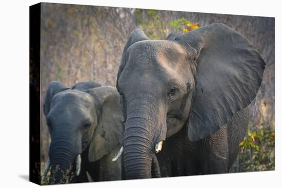 Botswana. Chobe National Park. Elephant. Mother and Calf-Inger Hogstrom-Premier Image Canvas