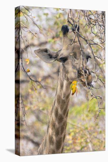 Botswana. Chobe National Park. Giraffe Camouflaged in Dry Branches-Inger Hogstrom-Premier Image Canvas