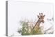 Botswana. Chobe National Park. Giraffe Peeks over a Tree-Inger Hogstrom-Premier Image Canvas