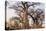 Botswana. Chobe National Park. Savuti. Baobab Trees with Branches Like Gnarled Hands-Inger Hogstrom-Premier Image Canvas