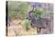 Botswana. Chobe National Park. Savuti. Greater Kudu-Inger Hogstrom-Premier Image Canvas