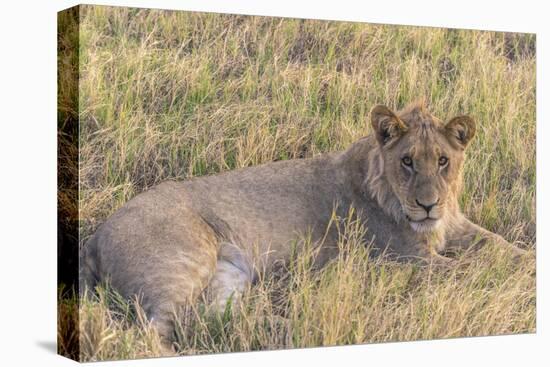 Botswana. Chobe National Park. Savuti. Juvenile Male Lion-Inger Hogstrom-Premier Image Canvas