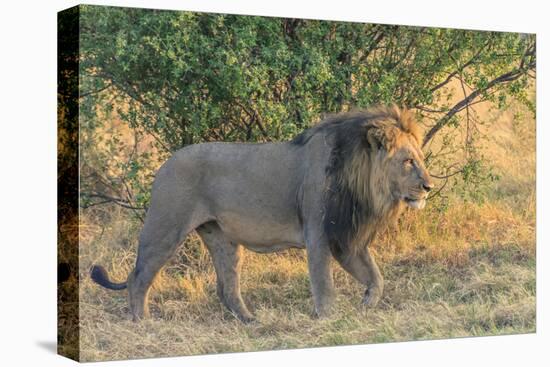 Botswana. Chobe National Park. Savuti. Male Lion Walking-Inger Hogstrom-Premier Image Canvas