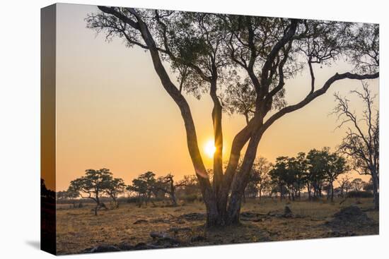 Botswana. Chobe National Park. Savuti. Sun Setting Beyond Rain Trees-Inger Hogstrom-Premier Image Canvas