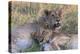 Botswana. Chobe National Park. Savuti. Young Lion Cubs Resting-Inger Hogstrom-Premier Image Canvas