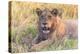 Botswana. Chobe National Park. Savuti. Young Male Lion Resting-Inger Hogstrom-Premier Image Canvas