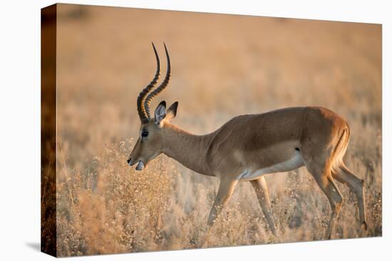 Botswana, Chobe NP, Adult Male Impala Walking in Savuti Marsh-Paul Souders-Premier Image Canvas