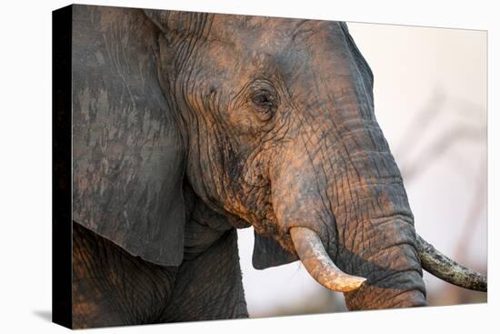 Botswana, Chobe NP, African Elephant at Water Hole in Savuti Marsh-Paul Souders-Premier Image Canvas