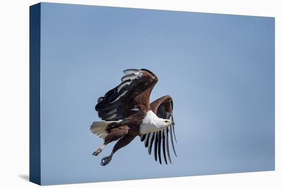 Botswana, Chobe NP, African Fish Eagle Taking Off Above Savuti Marsh-Paul Souders-Premier Image Canvas