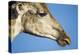 Botswana, Chobe NP, Close-up of Giraffe Standing Near Chobe River-Paul Souders-Premier Image Canvas
